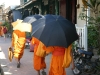 Monk's umbrella